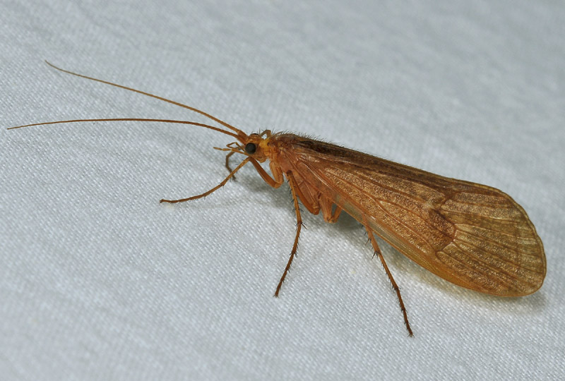 da identificare:  Limnephilidae: cfr. Stenophylax sp.
